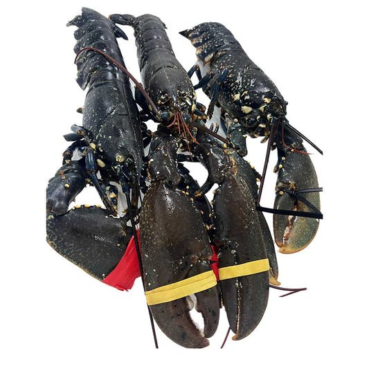 Fresh Blue Lobster - Prime Gourmet Online