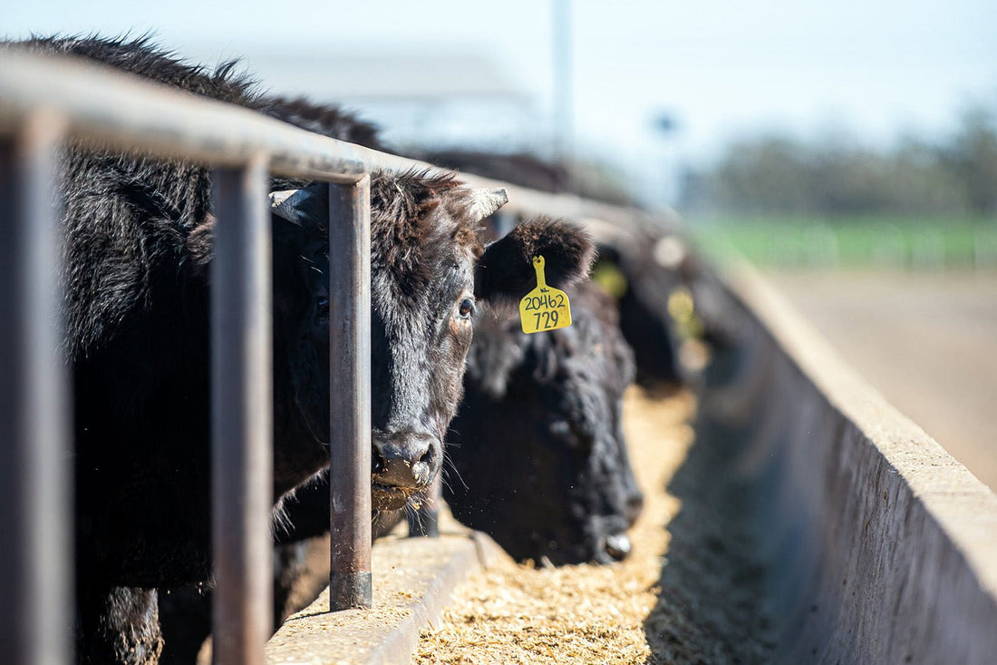 Exploring Flavour Profiles: Grain-Fed vs. Grass-Fed Beef - Prime Gourmet Online
