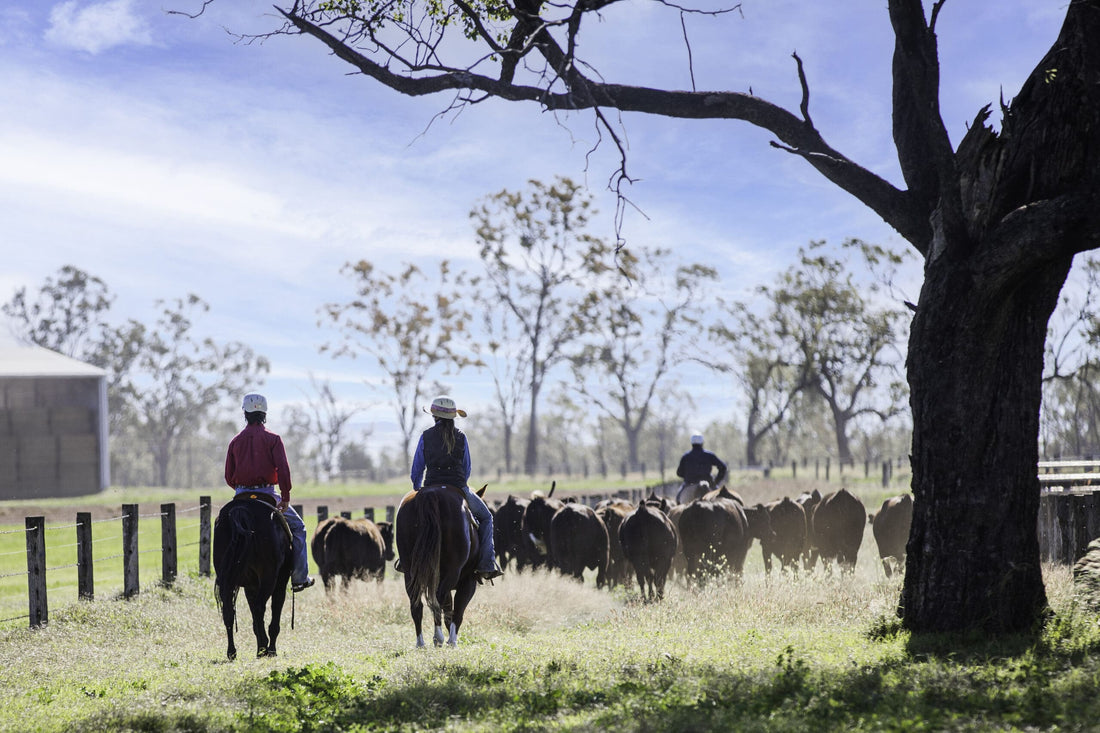 Prime Gourmet is proud to be the UAE’s exclusive supplier of Stockyard Wagyu beef, the award-winning Australian brand - Prime Gourmet Online