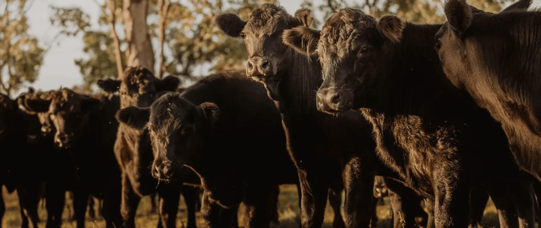 Wagyu vs. Angus: Discover the Best Cuts for your BBQs - Prime Gourmet Online