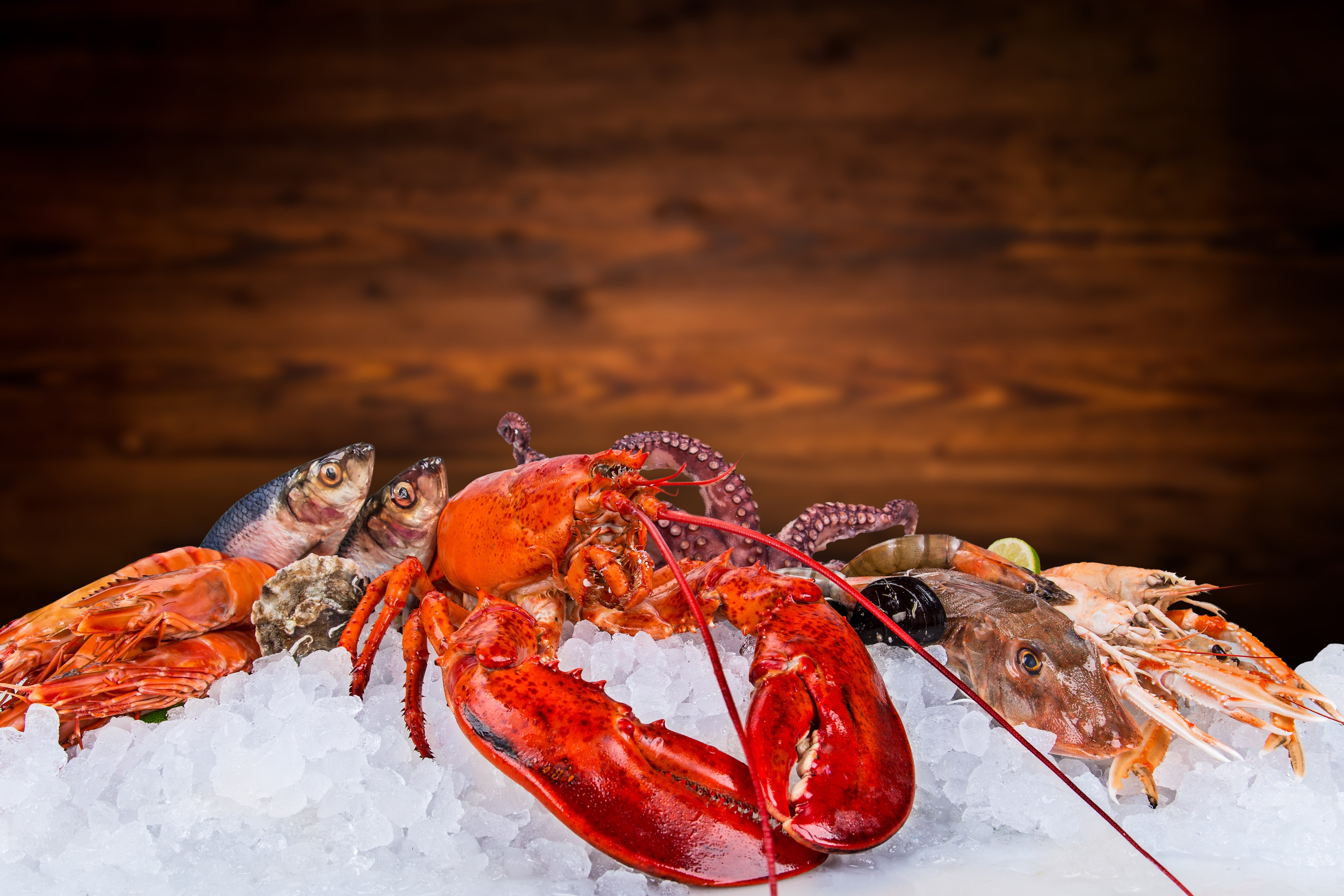 Top Shellfish Supplier in Dubai | Order Now | Prime Gourmet
