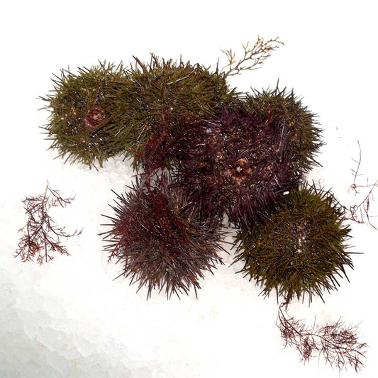 Fresh Sea Urchin 60/70 - Prime Gourmet Online